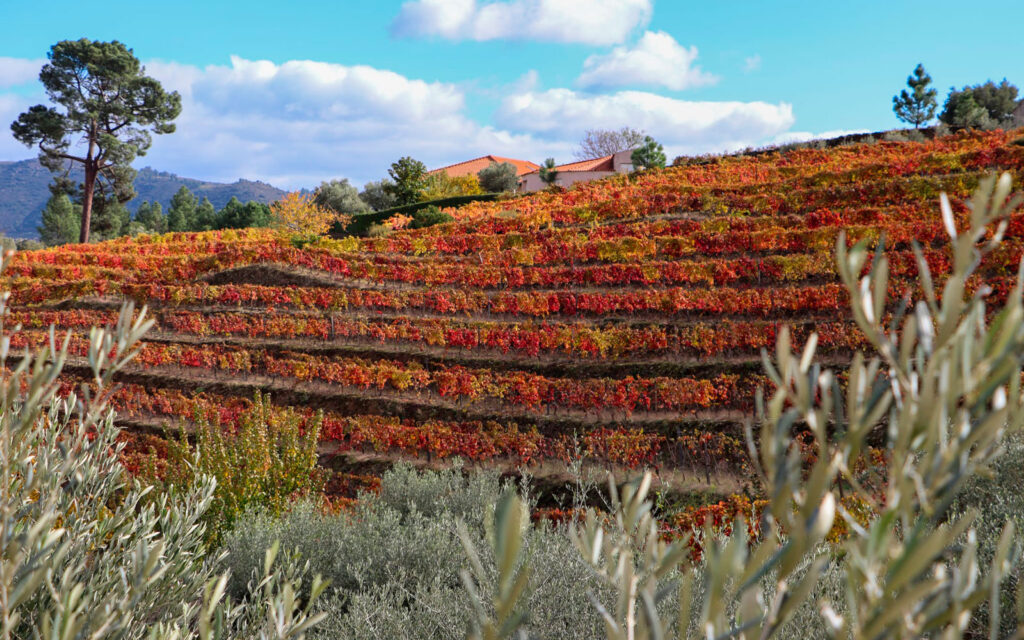 Vinhas da Quinta do Cabeço em tons de outono, com socalcos e paisagem característica da Região Demarcada do Douro.