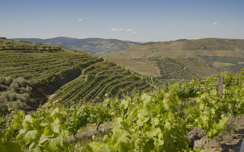 Vista panorâmica das vinhas em socalcos da Quinta do Cabeço, na Região Demarcada do Douro.