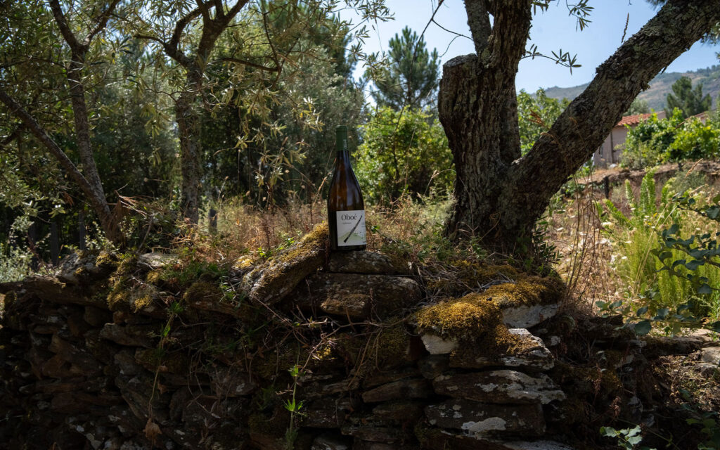 Garrafa de vinho Oboé sobre um muro de xisto, à sombra de uma oliveira.