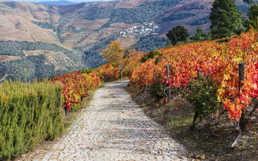 Paisagem das vinhas da Quinta do Cabeço na Região Demarcada do Douro