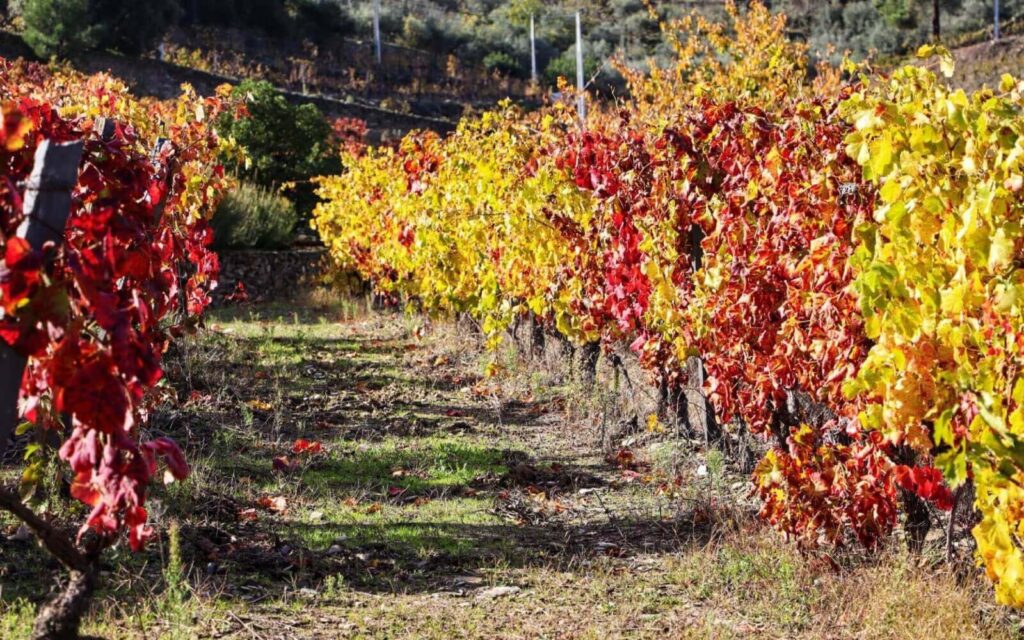 Vinhas do Douro durante a época de maturação das uvas