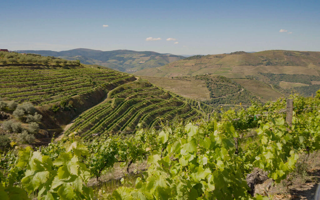Vista panorâmica das vinhas em socalcos e das montanhas da região do Douro.
